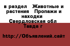  в раздел : Животные и растения » Пропажи и находки . Свердловская обл.,Тавда г.